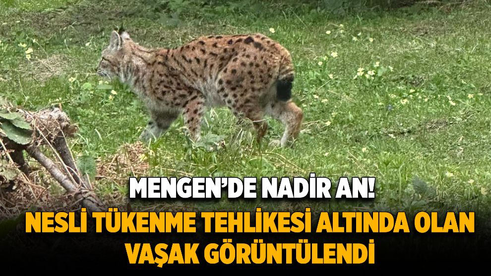 Mengen Doğasında Nadir Görülen Vaşak Görüntülendi