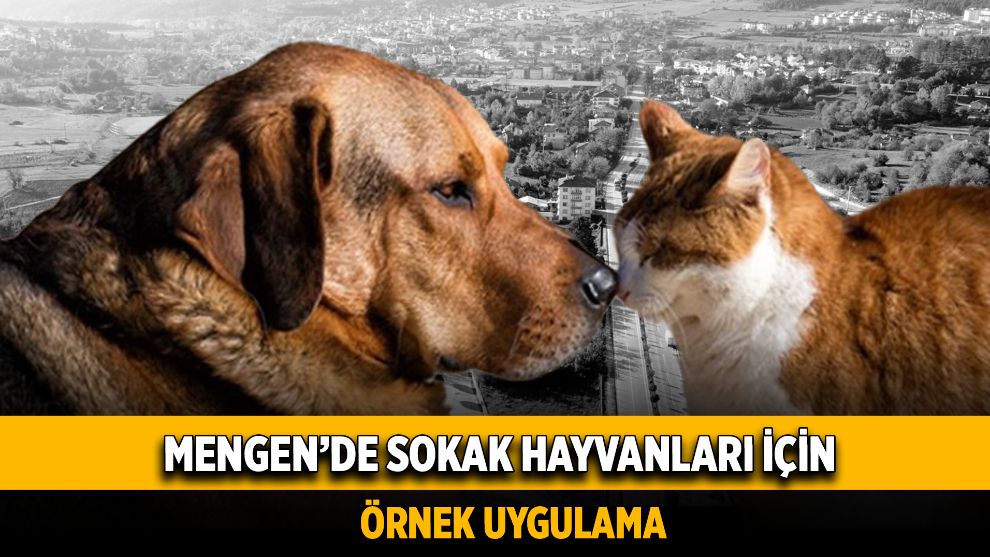 Mengen'de Sokak Hayvanları İçin Örnek Uygulama