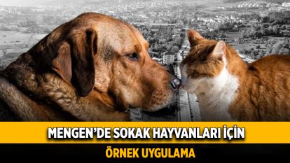 Mengen'de Sokak Hayvanları İçin Örnek Uygulama