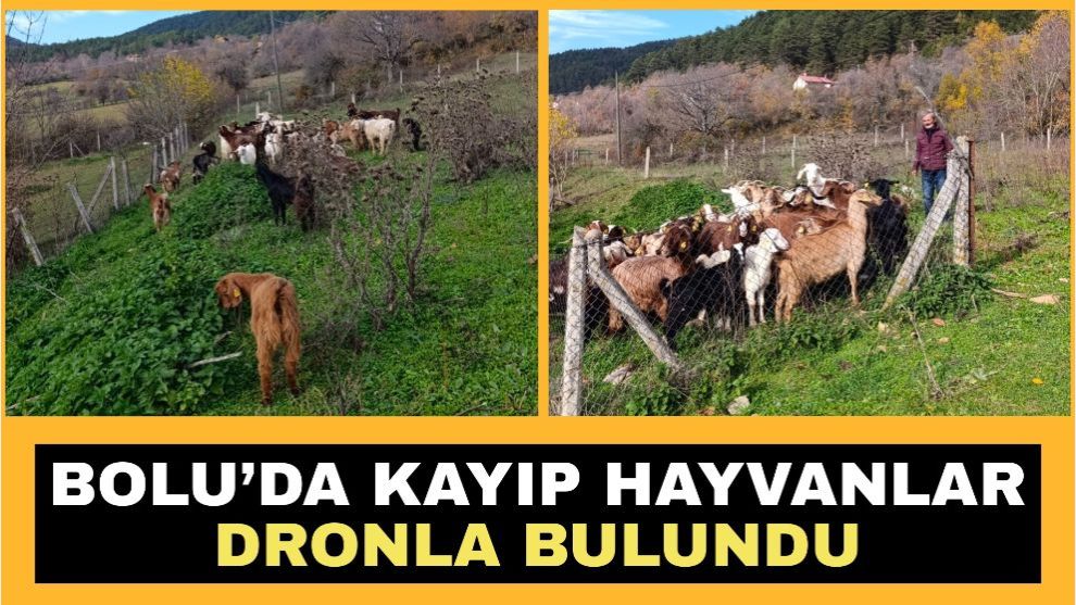 Mengen'de kayıp hayvanlar dronla bulundu